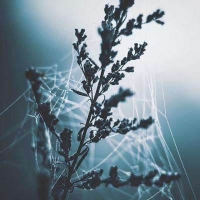 张雪峰最后一次直播画面